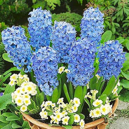 HyazinthenRhizome,Hyazinthen Rhizome Winterhart,MehrjäHrig,Winterhart,HyazinthenblüTen,Hyazinthen Duft-4 Rhizome-D HyazinthenRhizome,Hyazinthen Rhizome Winterhart,MehrjäHrig,Winterhart,HyazinthenblüTen,Hyazinthen Duft-4 Rhizome-D von MJKIJBBO