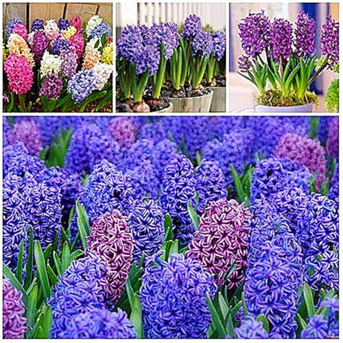 HyazinthenRhizome,Hyazinthen Rhizome Winterhart,MehrjäHrig,Winterhart,HyazinthenblüTen,Hyazinthen Duft-6 Rhizome-E von MJKIJBBO