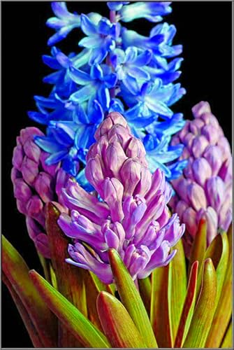 HyazinthenRhizome,Hyazinthen Rhizome Winterhart,MehrjäHrig,Winterhart,HyazinthenblüTen,Hyazinthen Duft-6 Rhizome-G von MJKIJBBO