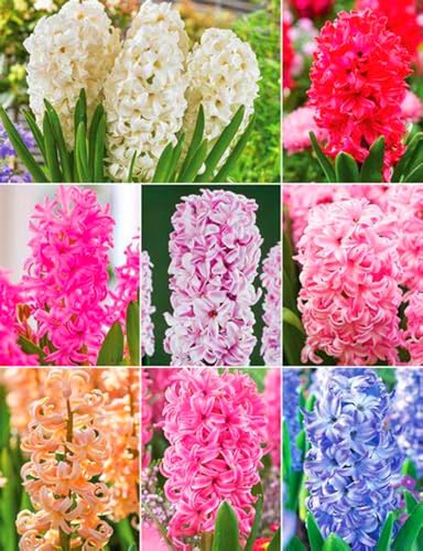 HyazinthenRhizome,Hyazinthen Rhizome Winterhart,MehrjäHrig,Winterhart,HyazinthenblüTen,Hyazinthen Duft-8 Rhizome-A von MJKIJBBO