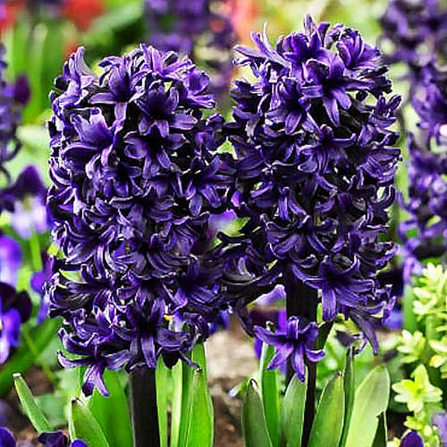 HyazinthenRhizome,Hyazinthen Rhizome Winterhart,MehrjäHrig,Winterhart,HyazinthenblüTen,Hyazinthen Duft-8 Rhizome-H von MJKIJBBO