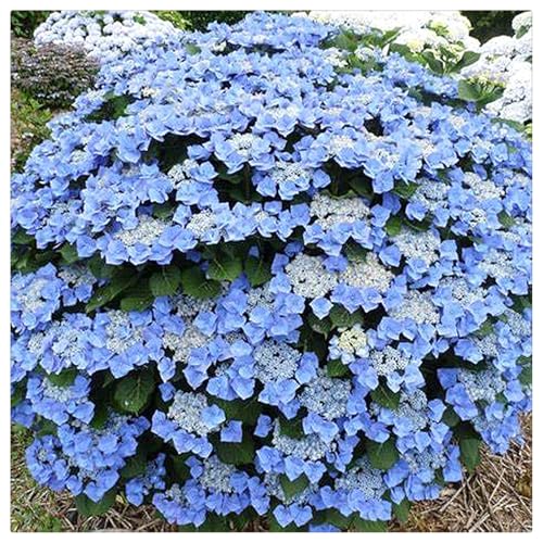 Hydrangea Rhizome,Rhizome,MehrjäHrig,Winterhart,Duftend,Hydrangea Rhizome,Winterhart MehrjäHrig-2 Rhizome-A Hydrangea Rhizome,Rhizome,MehrjäHrig,Winterhart,Duftend,Hydrangea Rhizome,Winterhart MehrjäHrig-2 Rhizome-A von MJKIJBBO