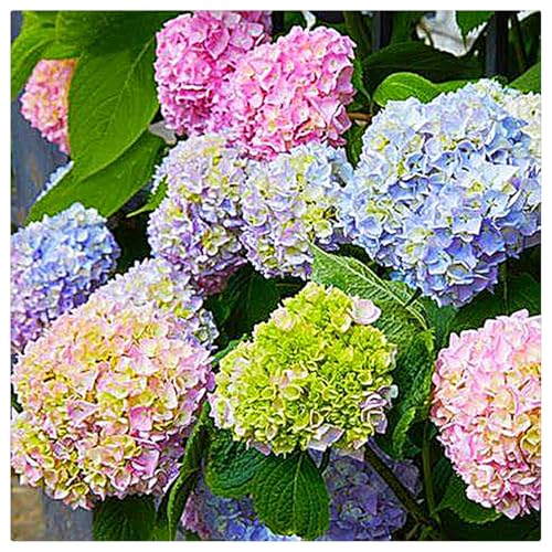 Hydrangea Rhizome,Rhizome,MehrjäHrig,Winterhart,Duftend,Hydrangea Rhizome,Winterhart MehrjäHrig-2 Rhizome-B von MJKIJBBO