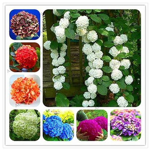 Hydrangea Rhizome,Rhizome,MehrjäHrig,Winterhart,Duftend,Hydrangea Rhizome,Winterhart MehrjäHrig-2 Rhizome-C von MJKIJBBO