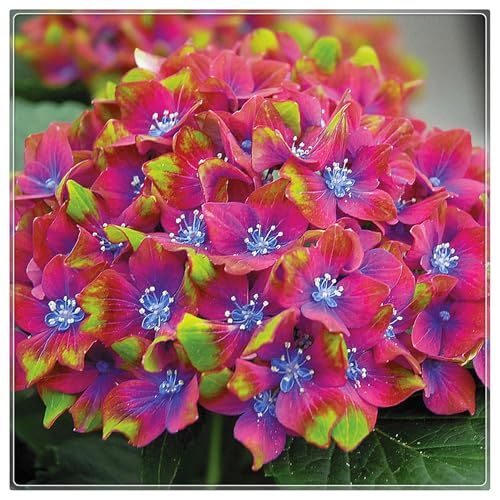 Hydrangea Rhizome,Rhizome,MehrjäHrig,Winterhart,Duftend,Hydrangea Rhizome,Winterhart MehrjäHrig-2 Rhizome-D von MJKIJBBO