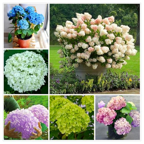 Hydrangea Rhizome,Rhizome,MehrjäHrig,Winterhart,Duftend,Hydrangea Rhizome,Winterhart MehrjäHrig-2 Rhizome-G von MJKIJBBO