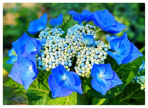 Hydrangea Rhizome,Rhizome,MehrjäHrig,Winterhart,Duftend,Hydrangea Rhizome,Winterhart MehrjäHrig-4 Rhizome-F von MJKIJBBO