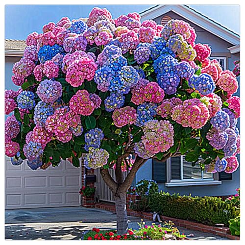 Hydrangea Rhizome,Rhizome,MehrjäHrig,Winterhart,Duftend,Hydrangea Rhizome,Winterhart MehrjäHrig-4 Rhizome-H von MJKIJBBO