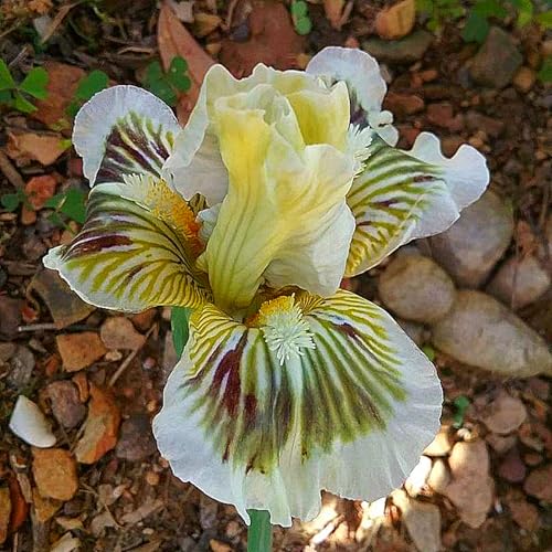 Iris Rhizome,Winterhart Rhizome Eleganz,Schwertlilien,Schwertlilien,Winterhart Rhizome,Iris Rhizome-15 Rhizome-d von MJKIJBBO