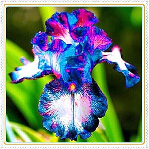 Iris Rhizome,Winterhart Rhizome Eleganz,Schwertlilien,Schwertlilien,Winterhart Rhizome,Iris Rhizome-3 Rhizome-r von MJKIJBBO