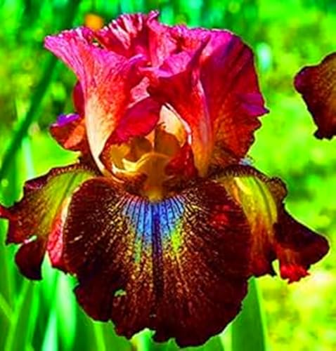 Iris Rhizome,Winterhart Rhizome Eleganz,Schwertlilien,Schwertlilien,Winterhart Rhizome,Iris Rhizome-8 Rhizome-t von MJKIJBBO