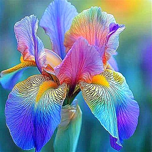 Iris Zwiebeln,Winterhart Knolle Eleganz,Schwertlilien,Schwertlilien,Winterhart Knolle,Iris Zwiebeln-15 Zwiebeln-j Iris Zwiebeln,Winterhart Knolle Eleganz,Schwertlilien,Schwertlilien,Winterhart Knolle,Iris Zwiebeln-15 Zwiebeln-j von MJKIJBBO