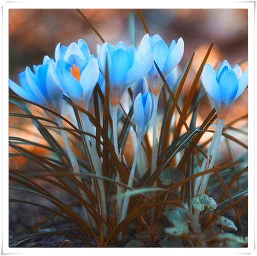 Krokus Zwiebeln,Krokus Blumen,Krokuszwiebeln Kaufen,Winterharte,Krokusse GroßBlumig,Winterhart MehrjäHrig-10zwiebeln-H Krokus Zwiebeln,Krokus Blumen,Krokuszwiebeln Kaufen,Winterharte,Krokusse GroßBlumig,Winterhart MehrjäHrig-10zwiebeln-H von MJKIJBBO