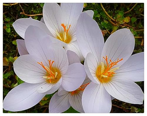 Krokus Zwiebeln,Krokus Blumen,Krokuszwiebeln Kaufen,Winterharte,Krokusse GroßBlumig,Winterhart MehrjäHrig-3zwiebeln-E Krokus Zwiebeln,Krokus Blumen,Krokuszwiebeln Kaufen,Winterharte,Krokusse GroßBlumig,Winterhart MehrjäHrig-3zwiebeln-E von MJKIJBBO