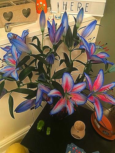 Lilienzwiebeln,Lilienblume,Lilien Knolle,Winterhart MehrjäHrig,MehrjäHrig,Seltene Lilien-6zwiebeln-G Lilienzwiebeln,Lilienblume,Lilien Knolle,Winterhart MehrjäHrig,MehrjäHrig,Seltene Lilien-6zwiebeln-G von MJKIJBBO