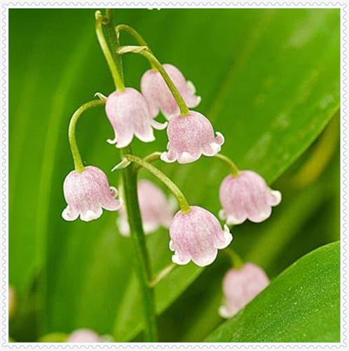 MaiglöCkchenzwiebeln,Winterhart,MaiglöCkchen,Winterhart Mehrjährig,Ganzjahresblumen-15zwiebeln-E MaiglöCkchenzwiebeln,Winterhart,MaiglöCkchen,Winterhart Mehrjährig,Ganzjahresblumen-15zwiebeln-E von MJKIJBBO