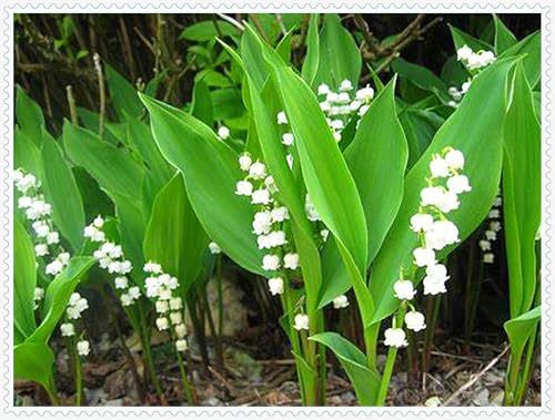 MaiglöCkchenzwiebeln,Winterhart,MaiglöCkchen,Winterhart Mehrjährig,Ganzjahresblumen-15zwiebeln-G MaiglöCkchenzwiebeln,Winterhart,MaiglöCkchen,Winterhart Mehrjährig,Ganzjahresblumen-15zwiebeln-G von MJKIJBBO