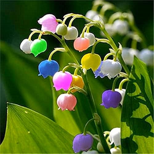 MaiglöCkchenzwiebeln,Winterhart,MaiglöCkchen,Winterhart Mehrjährig,Ganzjahresblumen-20zwiebeln-B MaiglöCkchenzwiebeln,Winterhart,MaiglöCkchen,Winterhart Mehrjährig,Ganzjahresblumen-20zwiebeln-B von MJKIJBBO