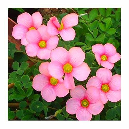 Oxalis-Zwiebeln,Winterhart MehrjäHrig,Oxalis Knollen,Kleine Blumen,Winterhart,Oxalis Versicolor Knollen-10zwiebeln-C Oxalis-Zwiebeln,Winterhart MehrjäHrig,Oxalis Knollen,Kleine Blumen,Winterhart,Oxalis Versicolor Knollen-10zwiebeln-C von MJKIJBBO