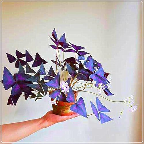 Oxalis-Zwiebeln,Winterhart MehrjäHrig,Oxalis Knollen,Kleine Blumen,Winterhart,Oxalis Versicolor Knollen-4zwiebeln-A Oxalis-Zwiebeln,Winterhart MehrjäHrig,Oxalis Knollen,Kleine Blumen,Winterhart,Oxalis Versicolor Knollen-4zwiebeln-A von MJKIJBBO