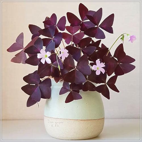 Oxalis-Zwiebeln,Winterhart MehrjäHrig,Oxalis Knollen,Kleine Blumen,Winterhart,Oxalis Versicolor Knollen-8zwiebeln-D Oxalis-Zwiebeln,Winterhart MehrjäHrig,Oxalis Knollen,Kleine Blumen,Winterhart,Oxalis Versicolor Knollen-8zwiebeln-D von MJKIJBBO