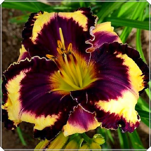 Taglilien Rhizome,Winterhart MehrjäHrig Rhizome,Hemerocallis Rhizome,Taglilien Winterhart,Winterhart-10 Rhizome-H von MJKIJBBO