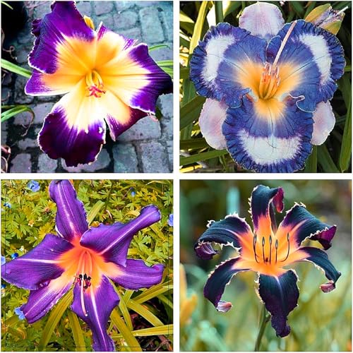 Taglilienzwiebeln,Winterhart,Winterhart MehrjäHrig Pflanzen,Hemerocallis Knollen,Taglilien Winterhart-3Rhizome-C Taglilienzwiebeln,Winterhart,Winterhart MehrjäHrig Pflanzen,Hemerocallis Knollen,Taglilien Winterhart-3Rhizome-C von MJKIJBBO