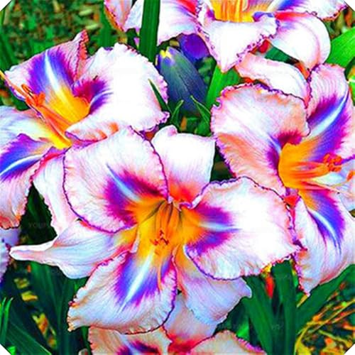 Taglilienzwiebeln,Winterhart,Winterhart MehrjäHrig Pflanzen,Hemerocallis Knollen,Taglilien Winterhart-5Rhizome-D Taglilienzwiebeln,Winterhart,Winterhart MehrjäHrig Pflanzen,Hemerocallis Knollen,Taglilien Winterhart-5Rhizome-D von MJKIJBBO