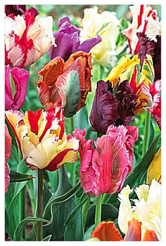 Tulpenzwiebeln,Blumenzwiebeln,Tulpen,Garten Blumen,Tulpenzwiebeln MehrjäHrig,Winterhart MehrjäHrig-15zwiebeln-B Tulpenzwiebeln,Blumenzwiebeln,Tulpen,Garten Blumen,Tulpenzwiebeln MehrjäHrig,Winterhart MehrjäHrig-15zwiebeln-B von MJKIJBBO