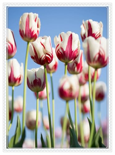 Tulpenzwiebeln,Blumenzwiebeln,Tulpen,Garten Blumen,Tulpenzwiebeln MehrjäHrig,Winterhart MehrjäHrig-8zwiebeln-G Tulpenzwiebeln,Blumenzwiebeln,Tulpen,Garten Blumen,Tulpenzwiebeln MehrjäHrig,Winterhart MehrjäHrig-8zwiebeln-G von MJKIJBBO