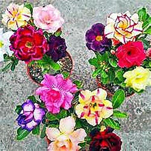 WüStenrosenzwiebel,Winterharte MehrjäHrige Pflanze,WüStenrose Pflanze Groß,WüStenrose Kaufen-4Zwiebeln-H WüStenrosenzwiebel,Winterharte MehrjäHrige Pflanze,WüStenrose Pflanze Groß,WüStenrose Kaufen-4Zwiebeln-H von MJKIJBBO