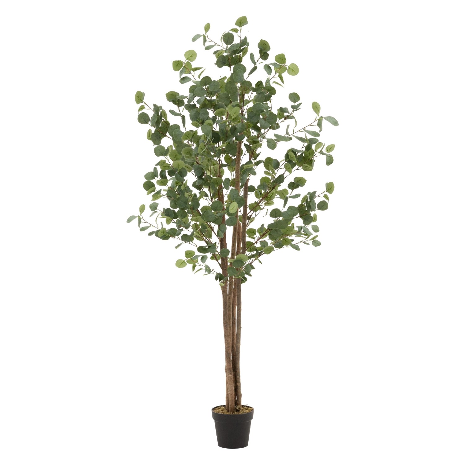 ML-Design Künstliche Eukalyptus 180cm Groß Kunstpflanze Naturholzstamm ML-Design Künstliche Eukalyptus 180cm Groß Kunstpflanze Naturholzstamm von ML-Design