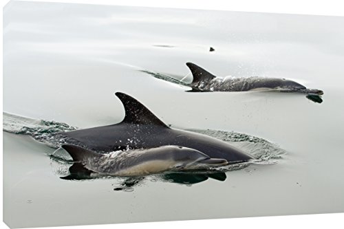 MOOL Hundebett, rechteckig, 32 x 22 cm großes Delfine, auf Holzrahmen gespannt wasserfester Giclée-Überzug, fertig zum Aufhängen, Kunstdruck auf Leinwand, Mehrfarbig von MOOL