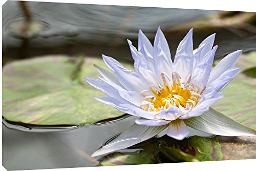 MOOL Leinwand Wand Kunstdruck Beautiful Lotus Flower, Mehrfarbig, groß, 32 x 22 von MOOL