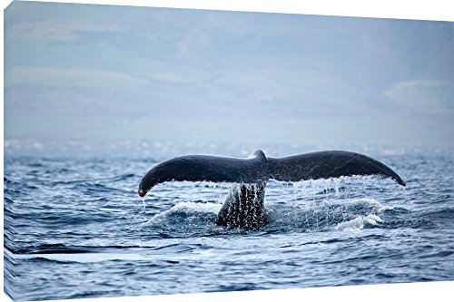 MOOL "Perfect Wal Schwanz Leinwand Wand Kunstdruck, blau, groß, 32 x 22 von MOOL