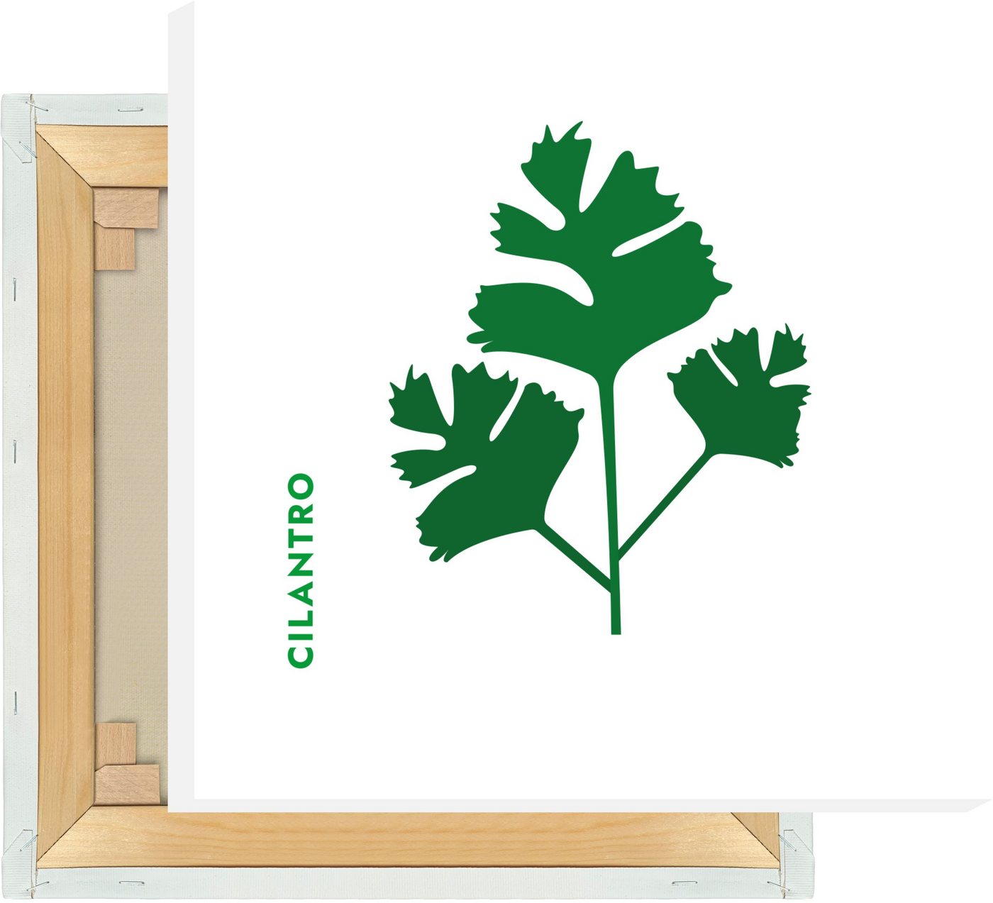 MOTIVISSO Leinwandbild Kräuter - Koriander - Cilantro von MOTIVISSO