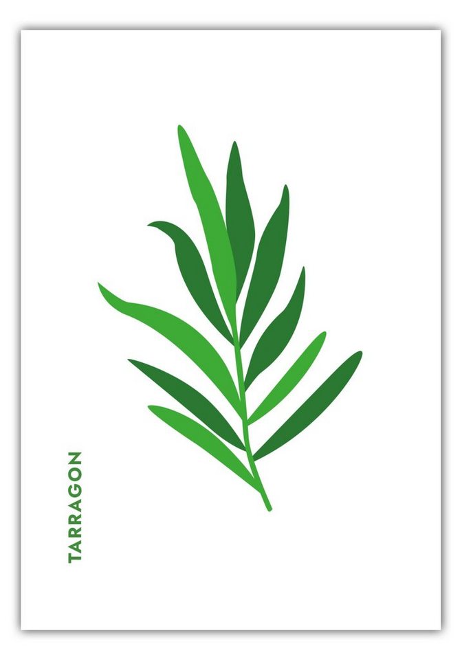 MOTIVISSO Poster Kräuter - Estragon - Tarragon von MOTIVISSO