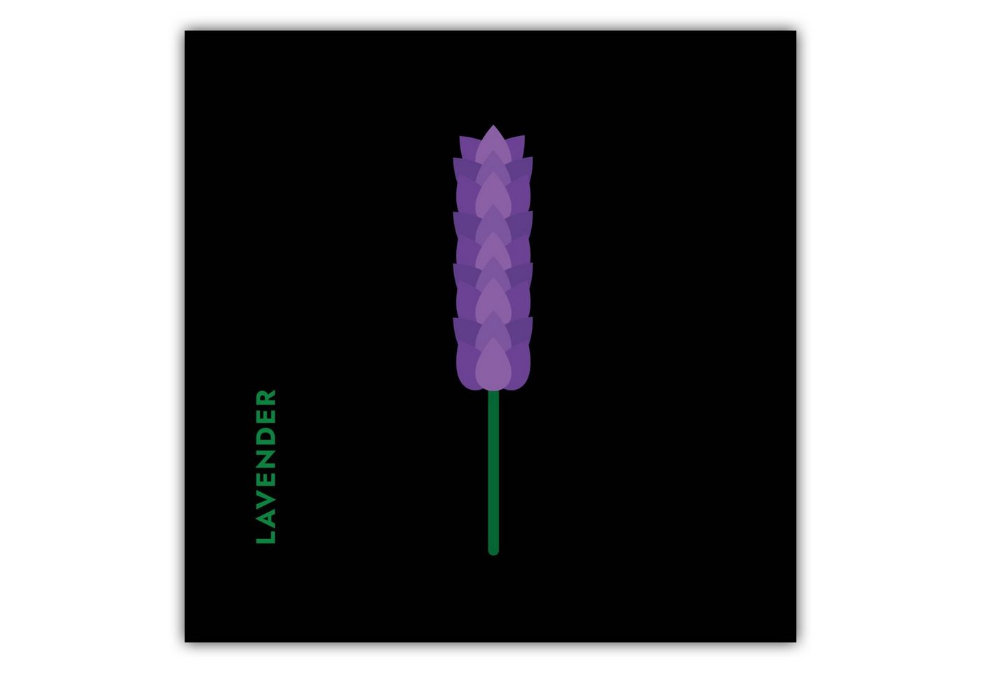 MOTIVISSO Poster Kräuter - Lavendel - Lavender von MOTIVISSO