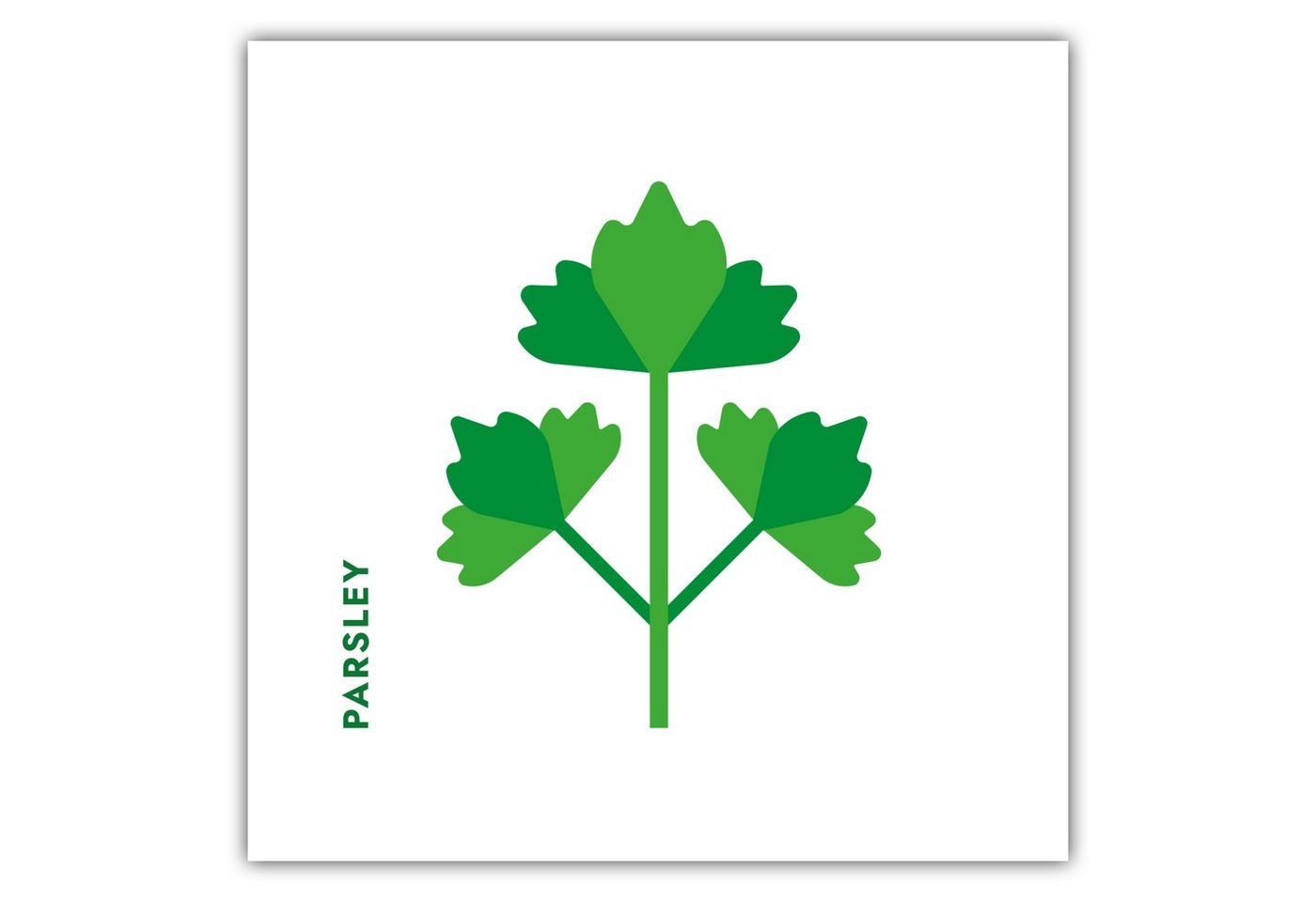 MOTIVISSO Poster Kräuter - Petersilie - Parsley von MOTIVISSO