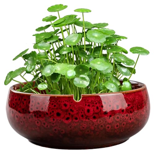 MOUNTTU Lotus Bowl -Pflanzer, 6, 5 x 2, 5 Zoll runde Keramikpflanzentöpfe, Vintage Decorative Lotus Blumenschale, Nicht schlupfende Wasserlily -Schüssel für saftige Pflanzen, rot MOUNTTU Lotus Bowl -Pflanzer, 6, 5 x 2, 5 Zoll runde Keramikpflanzentöpfe, Vintage Decorative Lotus Blumenschale, Nicht schlupfende Wasserlily -Schüssel für saftige Pflanzen, rot von MOUNTTU