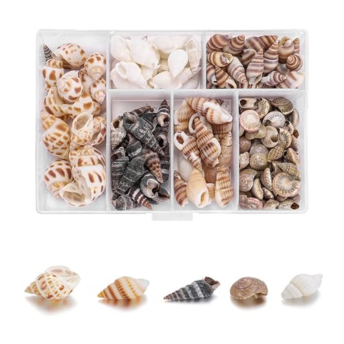 MQWDGJ Muscheln, 100 Stücke 1-3cm Muscheln Deko, Muscheln zum Basteln Gemischte Muscheln Natürliche Muscheln Deko für Armbandschmuck Vase Füllstoffe Fisch Panzer DIY Kunsthandwerk von MQWDGJ
