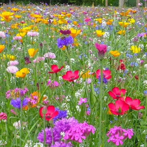 Blumenwiese mit Kräuter- und Grassamen | 250g - 75m2 | einheimische und winterharte Wildblumen | Bienenweide | Schmetterlings- und insektenfreundlich | 38 Sorten | Blumenwiese samen mehrjährig Blumenwiese mit Kräuter- und Grassamen | 250g - 75m2 | einheimische und winterharte Wildblumen | Bienenweide | Schmetterlings- und insektenfreundlich | 38 Sorten | Blumenwiese samen mehrjährig von MRS Seeds & Mixtures