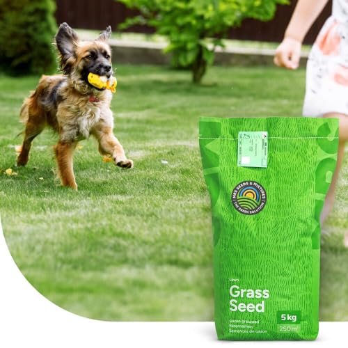 Family: Graszaad speel- en sportgazon - 2 kg voor 100 m² - Razendsnelle kieming - Hoge bespelingstolerantie - Voor gazons en sportvelden - NAK-gecertificeerd Family: Graszaad speel- en sportgazon - 2 kg voor 100 m² - Razendsnelle kieming - Hoge bespelingstolerantie - Voor gazons en sportvelden - NAK-gecertificeerd von MRS Seeds & Mixtures