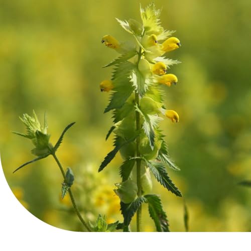 Großer Klappertopf - Rhinanthus angustifolius | 100g - 25.000 Samen | Für Wildblumenwiesen | Verdrängt konkurrierende Gräser in Blumenwiesen | Attraktiv für Hummeln und Bienen | Wuchshöhe: ± 10-80 cm Großer Klappertopf - Rhinanthus angustifolius | 100g - 25.000 Samen | Für Wildblumenwiesen | Verdrängt konkurrierende Gräser in Blumenwiesen | Attraktiv für Hummeln und Bienen | Wuchshöhe: ± 10-80 cm von MRS Seeds & Mixtures