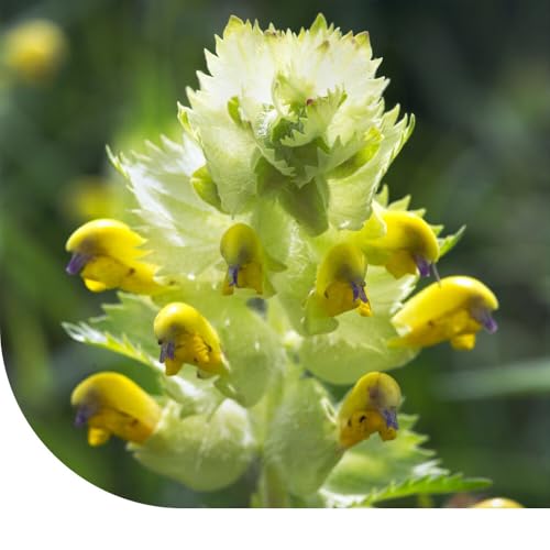 Klappertopf samen | Rhinanthus minor | 10g - 3.300 Samen | Für Wildblumenwiesen | Verdrängt konkurrierende Gräser in Blumenwiesen | Attraktiv für Hummeln und Bienen | Wuchshöhe: ± 10-50 cm Klappertopf samen | Rhinanthus minor | 10g - 3.300 Samen | Für Wildblumenwiesen | Verdrängt konkurrierende Gräser in Blumenwiesen | Attraktiv für Hummeln und Bienen | Wuchshöhe: ± 10-50 cm von MRS Seeds & Mixtures