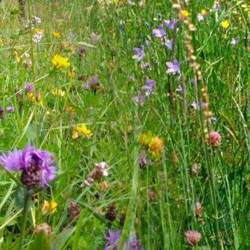 Kräutermischung Pferdeweide | 1 kg - 7.500m2 | Kräuter für Pferde | Heilkräuter und Ergänzungsfutter | 12 Arten | Gesunde und schmackhafte Pferdeweide | Ein- und mehrjährige Kräuter | Leicht zu säen Kräutermischung Pferdeweide | 1 kg - 7.500m2 | Kräuter für Pferde | Heilkräuter und Ergänzungsfutter | 12 Arten | Gesunde und schmackhafte Pferdeweide | Ein- und mehrjährige Kräuter | Leicht zu säen von MRS Seeds & Mixtures