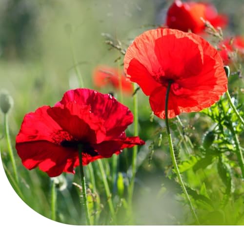MRS Seeds: Klatschmohn - Papaver rhoeas | 1 kg - 9.000.000 Mohnsamen (±25.000 m2) | Wunderschöne rote Blüten | Blumensamen Mohnblumen | Blumensaat für Garten, Freiland und Balkon | Bienenfreundlich von MRS Seeds & Mixtures