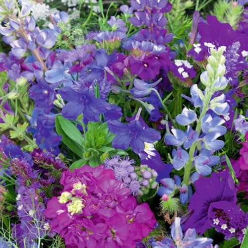 MRS Seeds: Sommerblumen-Mischung | Blaue Farbtöne Mix | 250 g - 125m2 | 25 Sorten Premium Blumensamen | Wuchshöhe: 15-120 cm | Sommerblumen samen einjährig | Sommerblumenwiese Saatgut von MRS Seeds & Mixtures