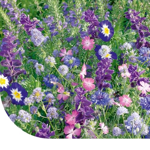 MRS Seeds: Sommerblumen-Mischung | Blaue Farbtöne Mix | 50 g - 25m2 | 25 Sorten Premium Blumensamen | Wuchshöhe: 15-120 cm | Sommerblumen samen einjährig | Sommerblumenwiese Saatgut MRS Seeds: Sommerblumen-Mischung | Blaue Farbtöne Mix | 50 g - 25m2 | 25 Sorten Premium Blumensamen | Wuchshöhe: 15-120 cm | Sommerblumen samen einjährig | Sommerblumenwiese Saatgut von MRS Seeds & Mixtures