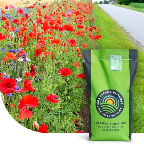 Roadside Bloom: Grassamen | Farbenfrohe Wegränder | 2 kg - 100 m² | Schnelle Keimung und Etablierung | Gegen Bodenerosion | Dichte und kräftige Grasnarbe | Trockenheitsverträglich Roadside Bloom: Grassamen | Farbenfrohe Wegränder | 2 kg - 100 m² | Schnelle Keimung und Etablierung | Gegen Bodenerosion | Dichte und kräftige Grasnarbe | Trockenheitsverträglich von MRS Seeds & Mixtures